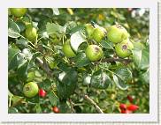 2007-08-12_16-08-46_Aout_159,0mm_1_250_eme_DiMAGE A2 * 2560 x 1920 * (3.18MB)